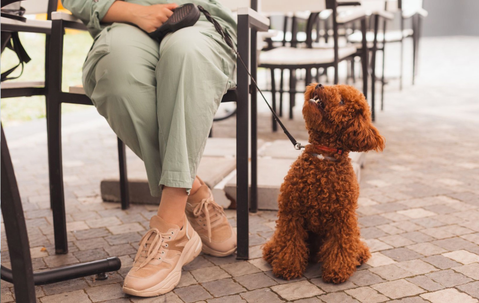 João Peessoa passará a incentivar medidas para facilitar trânsito de pets - Foto: Reprodução