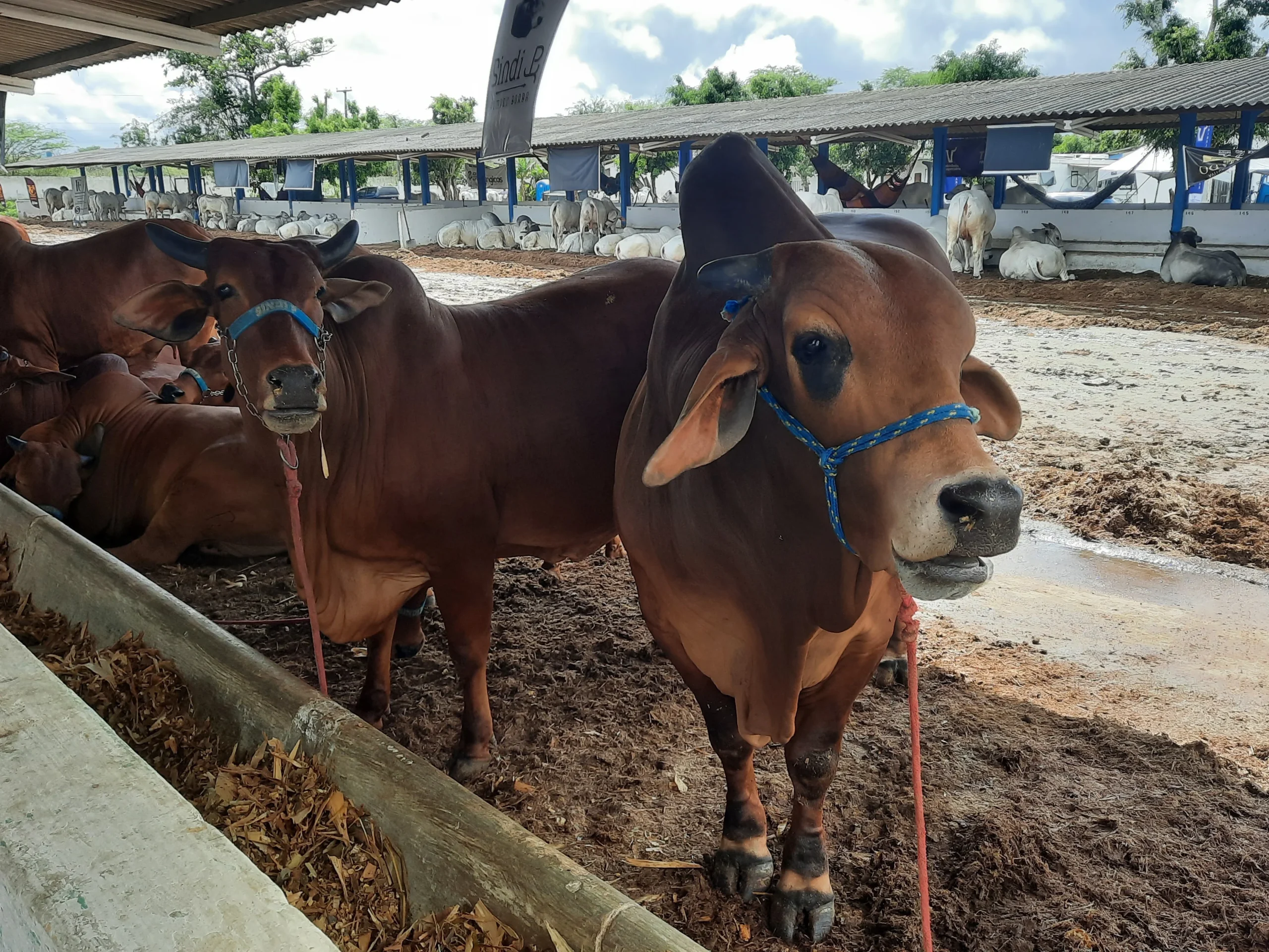 Expapi termina com mais de R$ 20 milhões em negócios realizados, em Campina Grande
