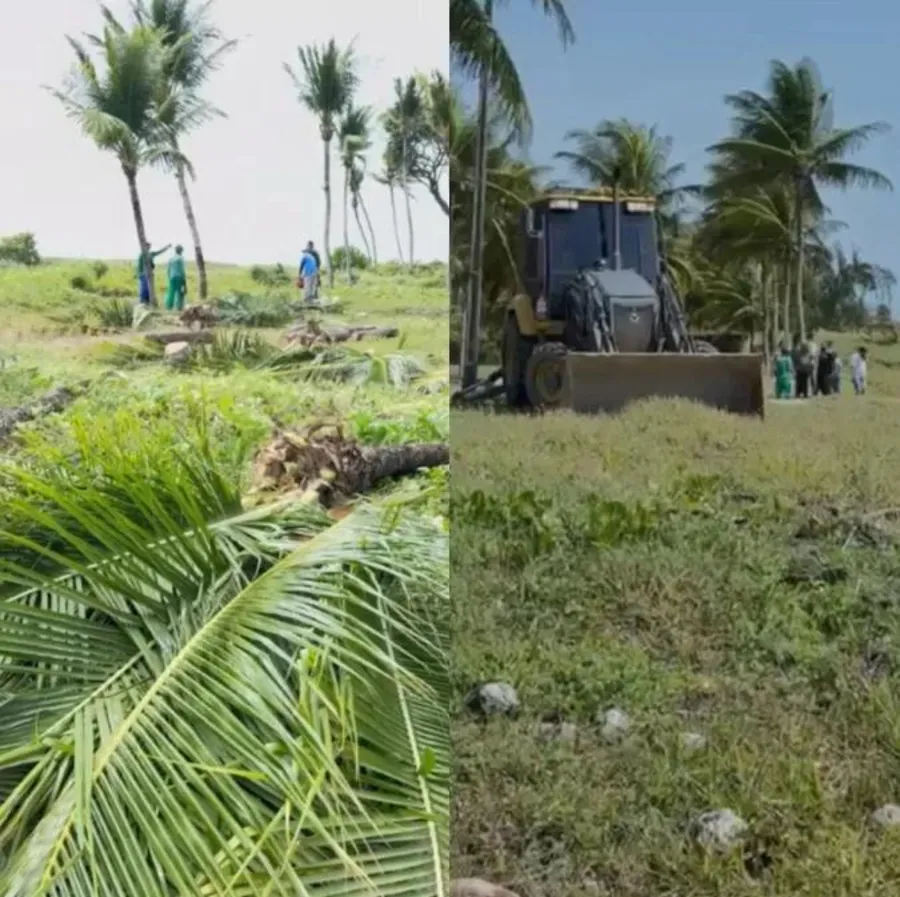 Justiça barra obras na orla de Camboinha após derrubada de coqueiros; MPF diz que retirada é parte de recuperação ambiental