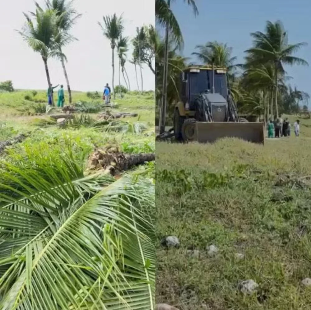 Derrubada de coqueiros na praia de Camboinha - divulgação/JFPB