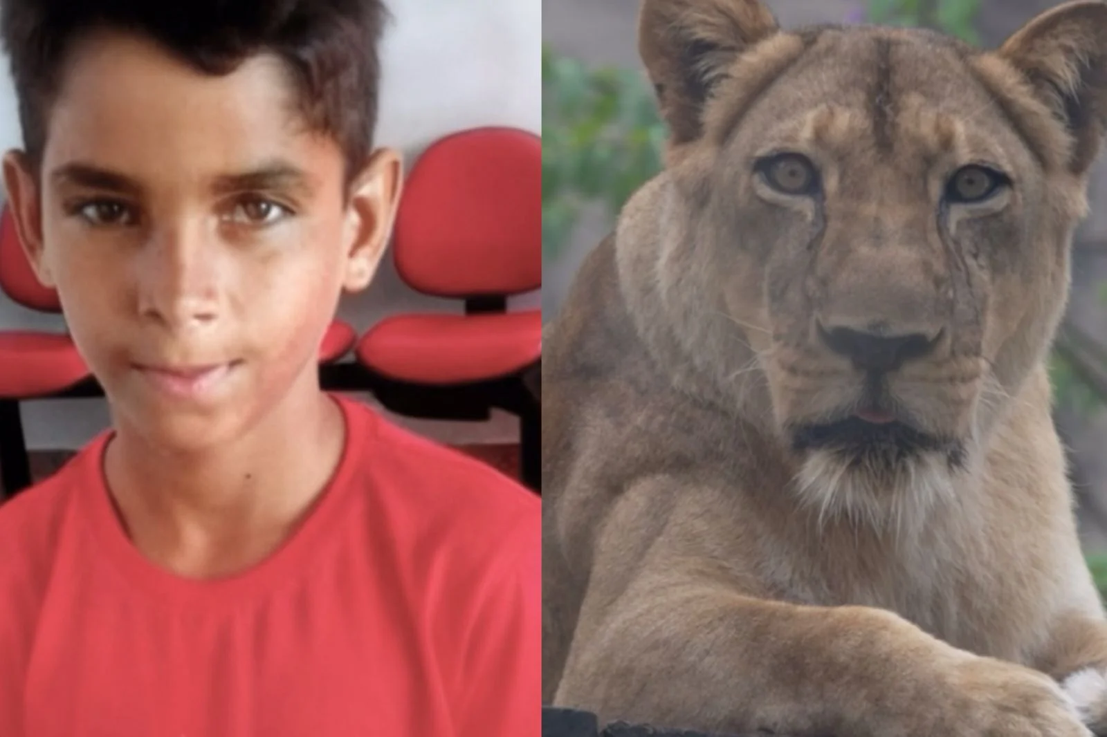 programa Fantástico, da TV Globo reconta a história de Vaqueirinho