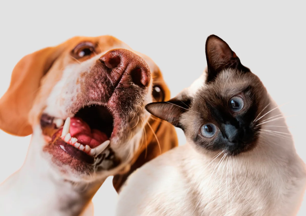 Projeto na Câmara de João Pessoa propõe autorizar sepultamento de pets em jazigos de família; entenda regras