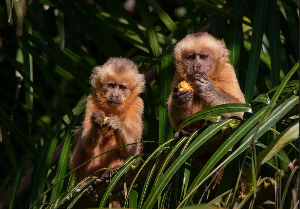 Operários flagram bando de macacos-prego-galego na área da futura Ponte do Futuro, em Santa Rita